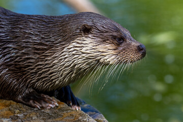 Eurasian otter after a bath relaxing in the sun