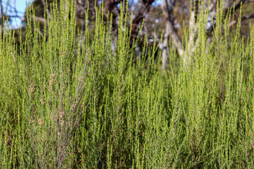 natural environment of the you yangs