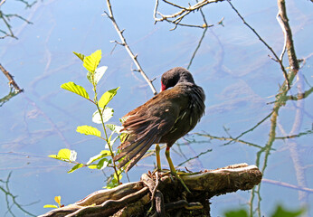 gallinella d'acqua (Gallinula chloropus)