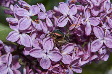 Golden bronze (lat.Cetonia aurata) is a species of winged from the subfamily of bronzes (Cetoniinae). Bronze beetle collects nectar and pollen from the flowers of a lilac bush (lat. Syringa).