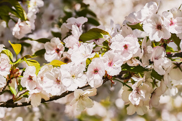 Obraz premium White sakura. Cherry blossom branch in bloom against sky. Spring background.