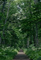 野幌森林公園の散策路（Nopporo Forest Park walking path ）