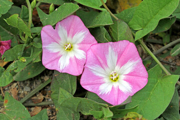 campanelle rosa (Convolvulus arvensis)