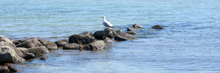 seagulls on the beach