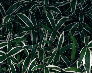 クマザサ（Kuma Bamboo Grass）