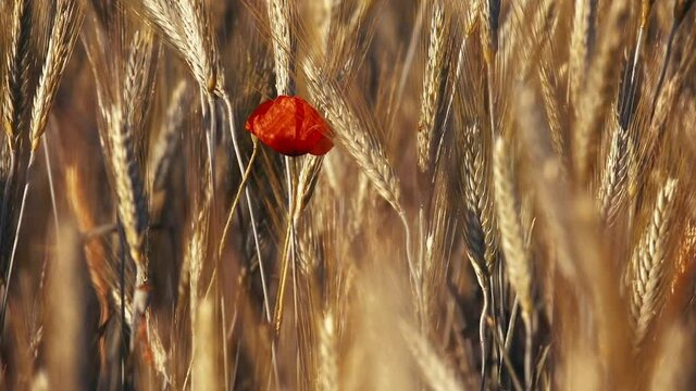 Red poppy in a wheat field