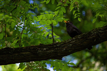 Common Black Bird, a species of Thrushes