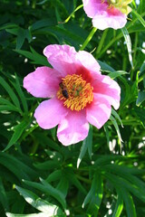 Różowe kwiaty peonii ogrodowej (Paeonia officinalis) © Monika