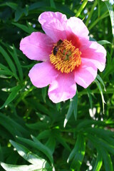 Różowe kwiaty peonii ogrodowej (Paeonia officinalis) © Monika