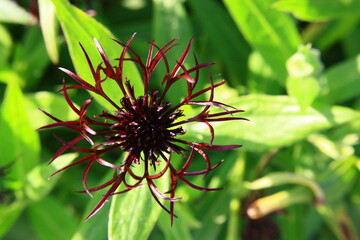 Chaber górski (Centaurea montana) © Monika