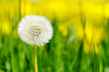 Dandelion seed head or blow ball on green grass background