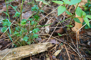 Fallen dry needles covering ground. Summer in subtropical forest. Woodland ecology.