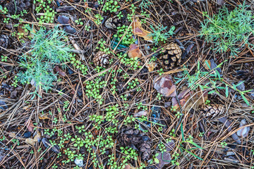 Thicket summer ground in forest covered with needles. Pine cones, twigs and needles on ground. Woodland ecosystem.