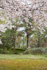桜と街灯の風景