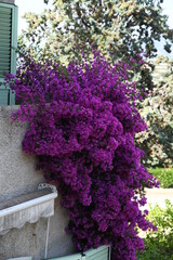 Fototapeta na wymiar purple flowers in a garden