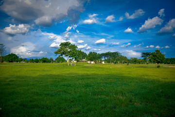 green field and blue sky