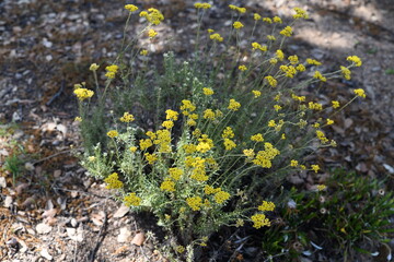 immortelle corsica