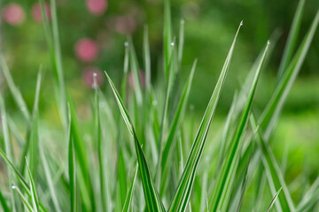 natural green plants landscape