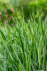 natural green decorative grass landscape