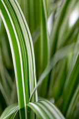 natural green plants closeup