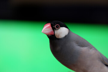 文鳥