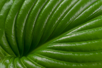 natural green leaf of host close up
