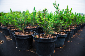 Saplings coniferous trees in pots in plant nursery