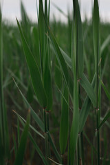 outdoor scenery showing some green reed vegetation detail at a lake