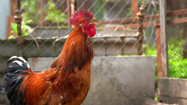 Close up of adult rooster crowing in paddock. Portrait of stately pack leader in coop outdoor.