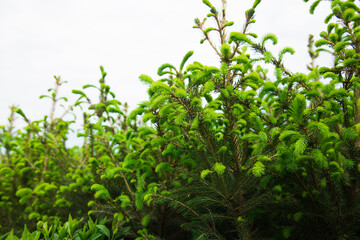 Saplings coniferous trees in pots in plant nursery