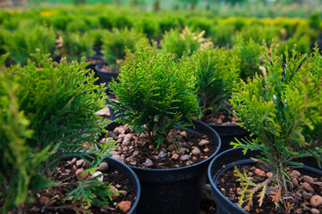 Saplings coniferous trees in pots in plant nursery