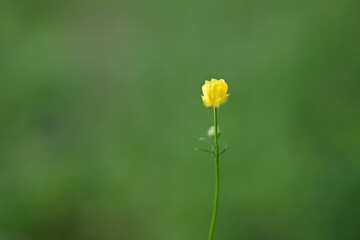 A tiny yellow delicate forest flower. Copy space, selective focus