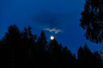 Full moon. The moon above the trees in the dark sky .