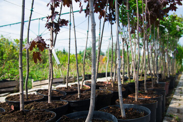 Rows of young maple trees in plastic pots on plant nursery