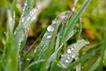 Grass with water drops