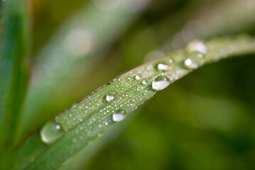 Grass with water drops