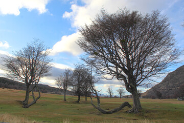 lonely tree in the field