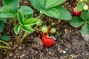 Ripe strawberries lie on the ground