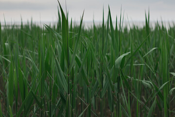 outdoor scenery showing some green reed vegetation detail at a lake