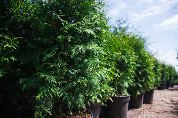 Fototapeta na wymiar Saplings coniferous trees in pots in plant nursery