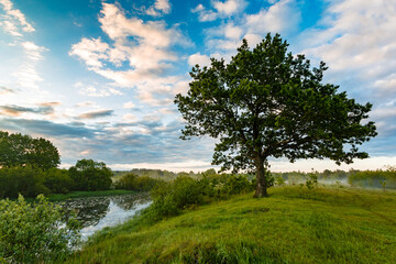 Lonely oak in the summer in the meadow. Beautiful oak on the background of the river at sunrise in the fog