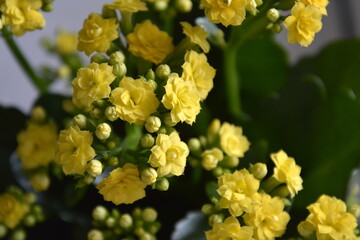 Saint Petersburg Russia, April 02 2016. Yellow flowers of a houseplant colanhoe against the background of green leaves