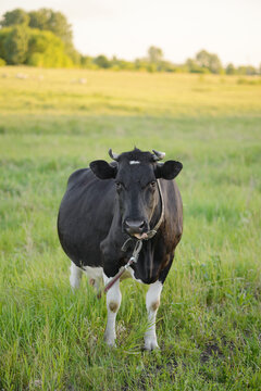 A large black and white cow in a meadow at sunset looks at the camera. Copy space, selective focus