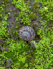 fotografía en primer plano de un caracol en musgo