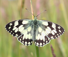 A crystal clear close up of a Marbled White Butterfly. Scientific name Melanargia galathea. the deep monochromatic markings in contrast to the bokeh reds and greens of the meadow. Plenty of copy space