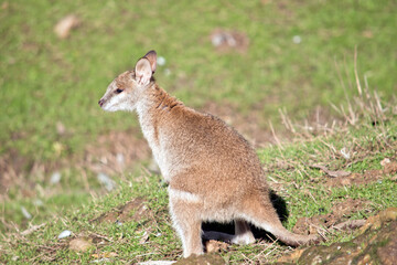 Naklejka na ściany i meble the agile wallaby is looking for food