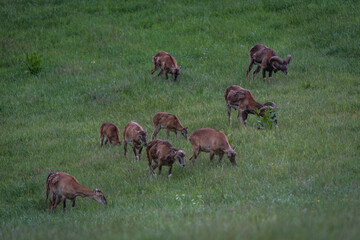 Herde, bergschaf, wildschaf, tierherde, mouflons, Mouflon, muffelwild, moufflon, horntier, mànnlich, luxemburg, naturpark obersauer, korsika, mecher, stausee, geweih, horn, hörner