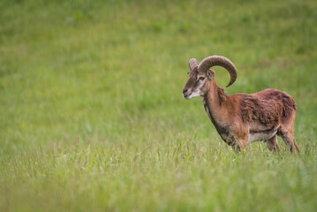 Mouflon, muffelwild, moufflon, horntier, mànnlich, luxemburg, naturpark obersauer, korsika, mecher, stausee, geweih, horn, hörner