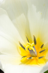 Fototapeta na wymiar Tulip flower