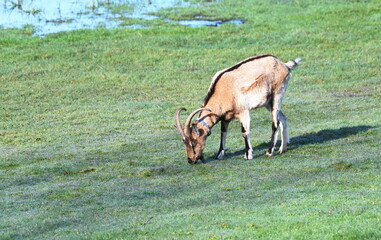 Billy Goat Grazing